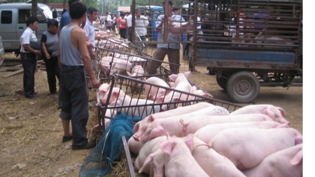 农业领域RFID标签技术有哪些应用？