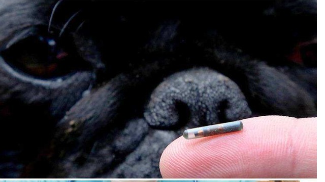 大发购彩大厅～welcomeRFID：宠物身上的RFID在发挥着什么样的作用？