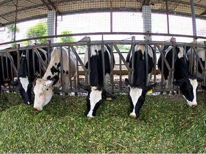 畜牧牛养殖管理