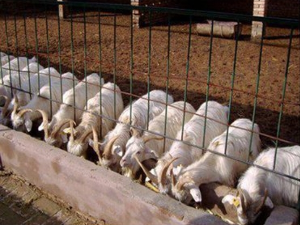 畜牧羊养殖管理