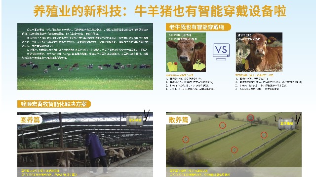养殖业的新科技:牛羊猪也有智能穿戴设备啦