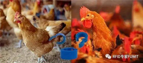 RFID家禽标签