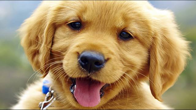 RFID火化追踪宠物残留物